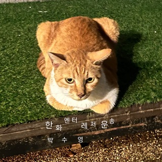 Telegram profile photo for 한화 엔터/레저/운송 박수영