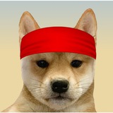 Telegram profile photo for dogwifbandana