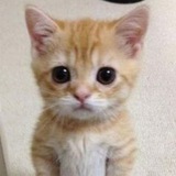Telegram profile photo for exxelondd cheat
