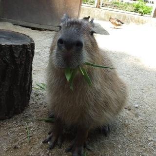 Telegram profile photo for Nasz Kącik