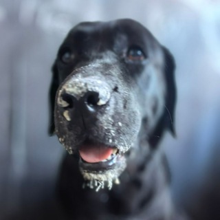 Telegram profile photo for Инклюзивный разбой/разъёб/