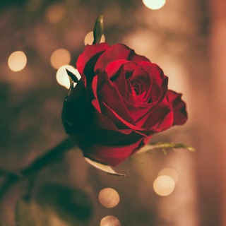 Telegram profile photo for عبارات راقيه🥀