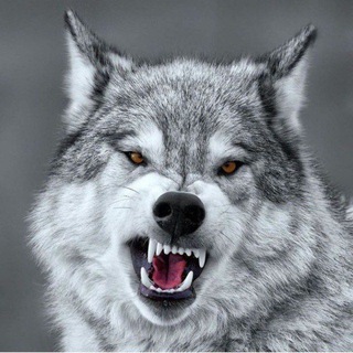 Telegram profile photo for 𐱅𐰆𐰼𐰚