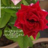 Telegram profile photo for دوستان