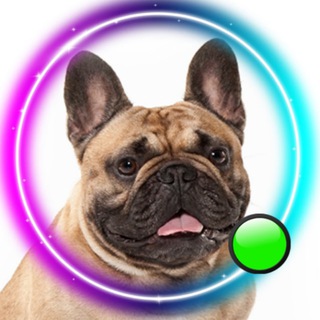 Telegram profile photo for Французский бульдог🐾French_bulldog