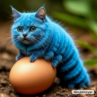 Telegram profile photo for синяя котогусеница навигация