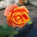 Telegram profile photo for Anna's Green Thumb