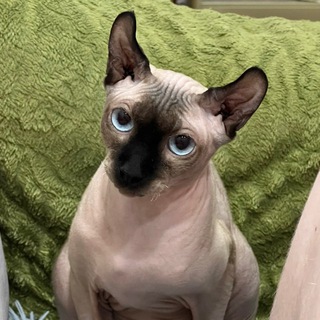 Telegram profile photo for Настя не разобралась