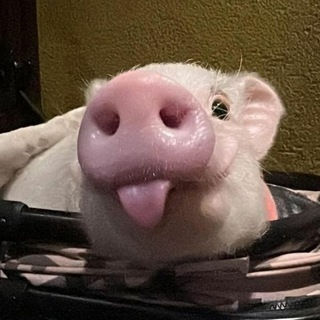 Telegram profile photo for Сёмка ZVL