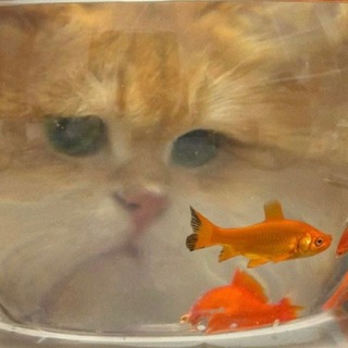 Telegram profile photo for котик в корзиночке