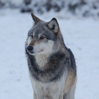 Telegram profile photo for بورس با وارن