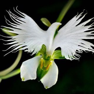 Telegram profile photo for دکلمه های علیرضا چولابی