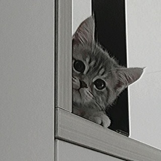 Telegram profile photo for Cat's Hub