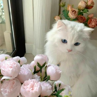 Telegram profile photo for نكت ومشعات صنعانيه⍣⃟⇣♥️̸ُٖ͢²⁰²⁵