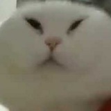 Telegram profile photo for 猫泽东