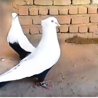 Telegram profile photo for کبوتران نقش ایران