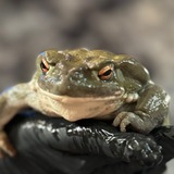 Telegram profile photo for Сказ о жабке Bufo