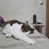 Telegram profile photo for ᴍɪʟɪ ᴀʟɪɴɴᴀᴠ💋🐈⬛