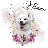 Telegram profile photo for Будни самоеда Эммы