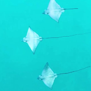 Telegram profile photo for Покупаем дом в Италии 💥