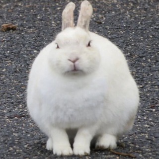 Telegram profile photo for всрт крлк