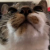 Telegram profile photo for $CHUCHU PORTAL