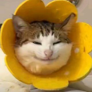 Telegram profile photo for Дядюшка Бао
