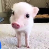 Telegram profile photo for MaxNews