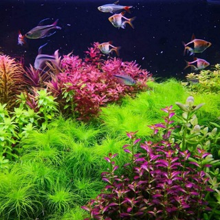 Telegram profile photo for 🐠🌿آکوا فیش لند 🌿🐠