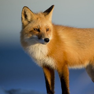 Telegram profile photo for 🦊Videos By Veikko Stölzer2🦊