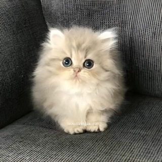Telegram profile photo for Гнездо Птенца