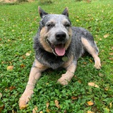 Telegram profile photo for Питомцы СЗАО