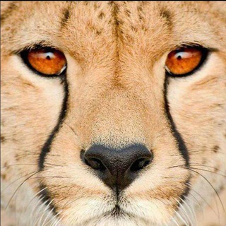 Telegram profile photo for محیط بانان و جنگل بانان