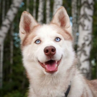 Telegram profile photo for Хаски Сага и компания