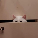 Telegram profile photo for Коть, представляешь?
