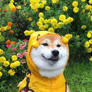 Telegram profile photo for Канал с мемасами Ꙃ