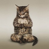 Telegram profile photo for Catswillsavetheworld