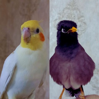 Telegram profile photo for مینا برفی