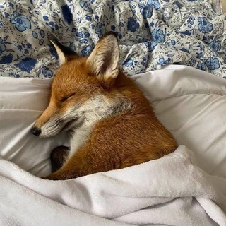 Telegram profile photo for 𖦹звездный карьер!!🦊