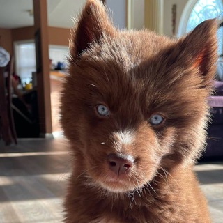 Telegram profile photo for $Kovu CTO