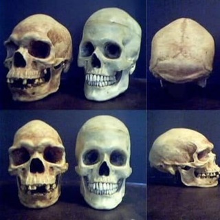 Telegram profile photo for Racial Science