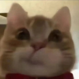 Telegram group profile photo for 歪嘴小猫CTO社群