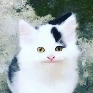 Telegram profile photo for Ветка каналов друзей и знакомых