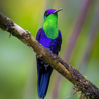 Telegram profile photo for Hummingbird Heaven