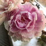 Telegram profile photo for Paula Wilson Art and Life