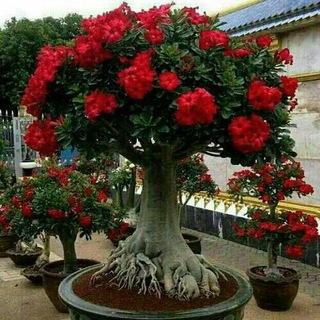 Telegram profile photo for کاکتوس مهراد