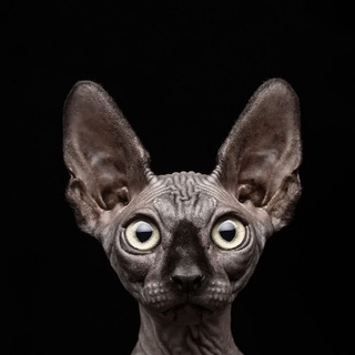 Telegram profile photo for Сфинксы