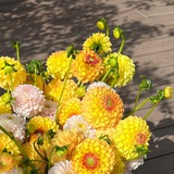 Telegram profile photo for Поляна 🌼 цветы • декор