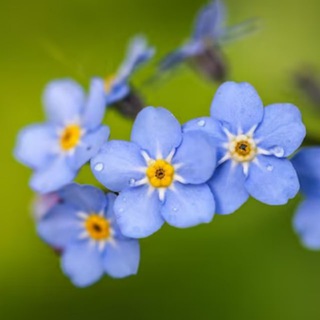 Telegram profile photo for Անմոռուկ (незаБУДЬка) נישט פאַרגעסן