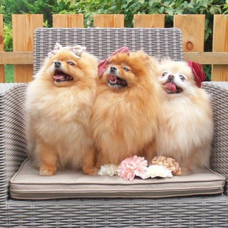 Telegram profile photo for Питомник шпицев Солар Джой ("Solar Joy" )https://t.me/solarjoy_kennel_chat